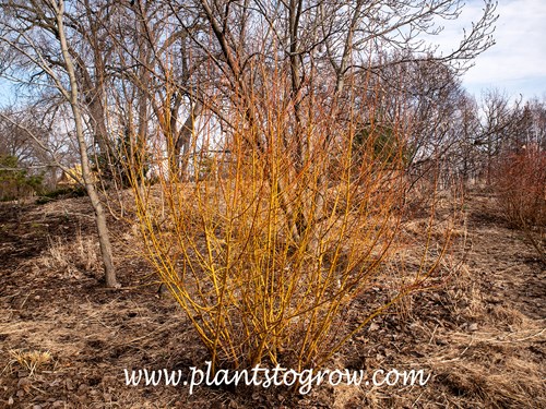 Coral Bark Willow (Salix alba) 
Pictures were taken in early April, and the bark color was brilliant this year.